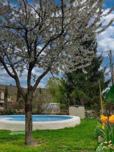 Frutal junto a la piscina